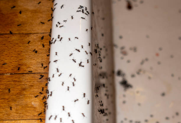 Best Pest Prevention Services  in Shallowater, TX