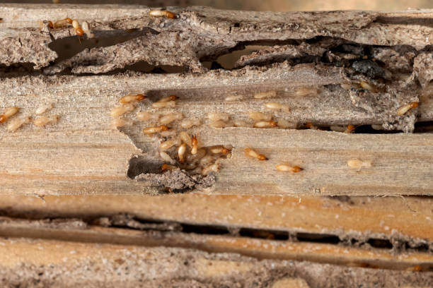 Best Pest Control Near Me in Shallowater, TX