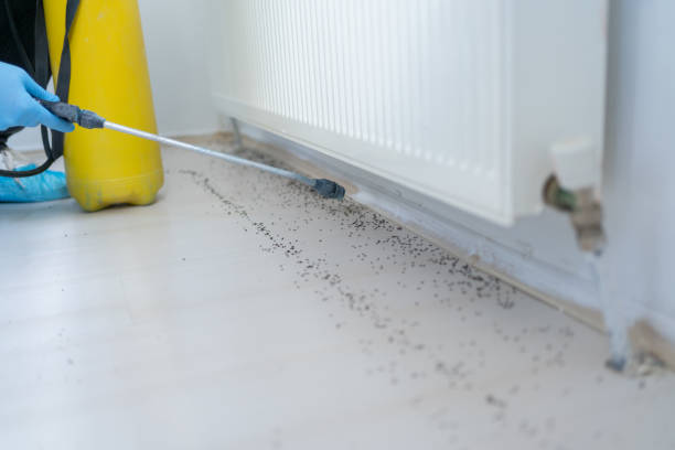Best Pest Removal Services  in Shallowater, TX