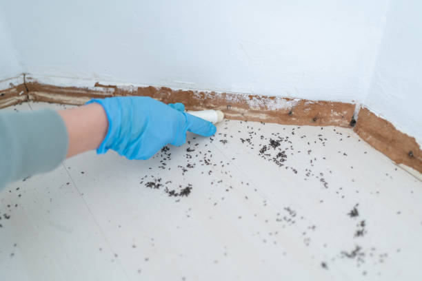 Best Affordable Pest Control Services  in Shallowater, TX
